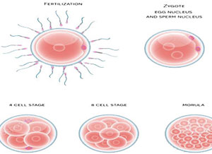 BLASTOCYST TRANSFER